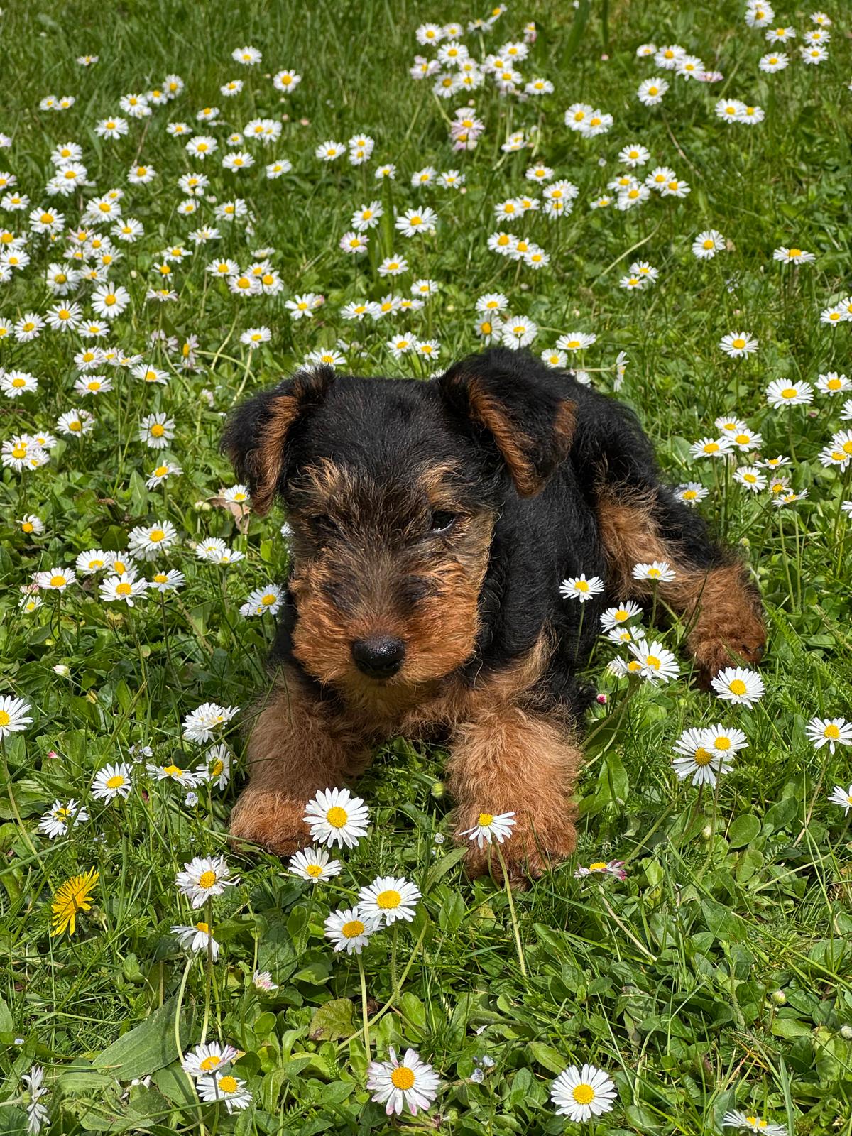 Dame Lilly