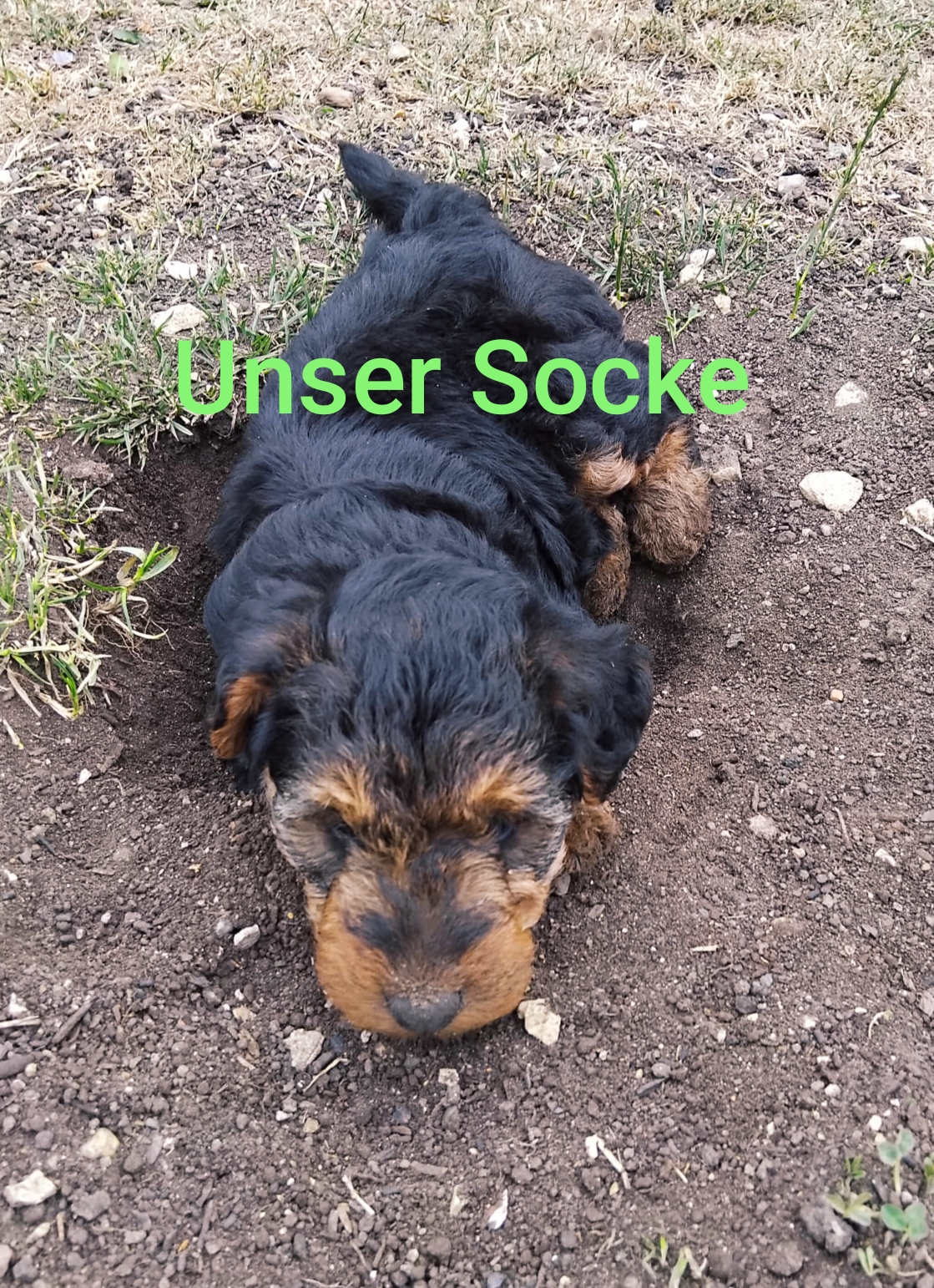 Socke